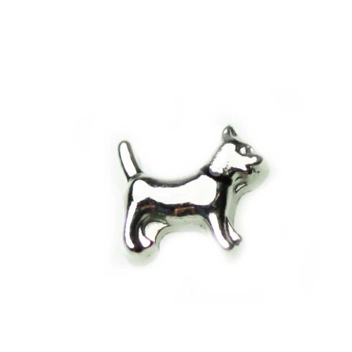 Dog with Black Collar Dog with Black Collar